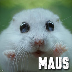 pre_1455568353__maus1.jpg