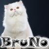 BruNo *-*
